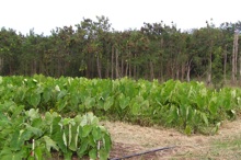 UH-CTAHR Waimanalo Research Station